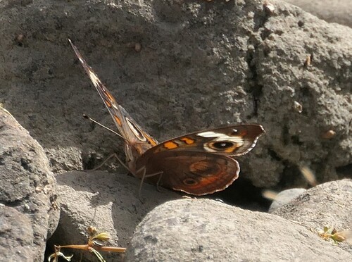 Common Buckeye