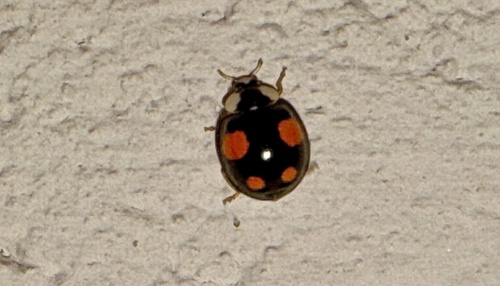 Asian Lady Beetle