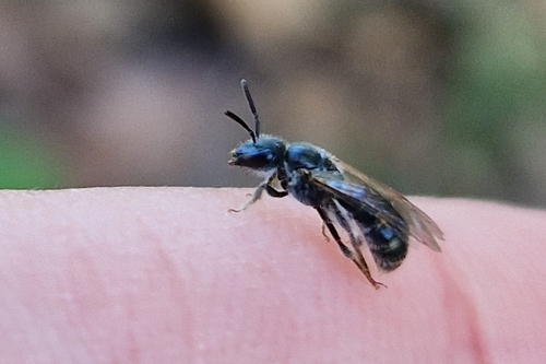 iNaturalist observation photo of Lasioglossum