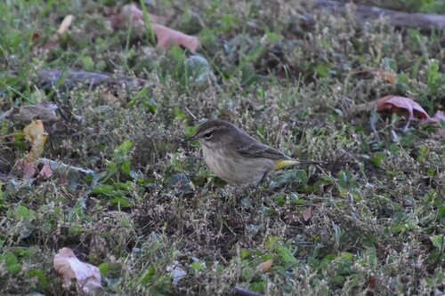 Palm Warbler