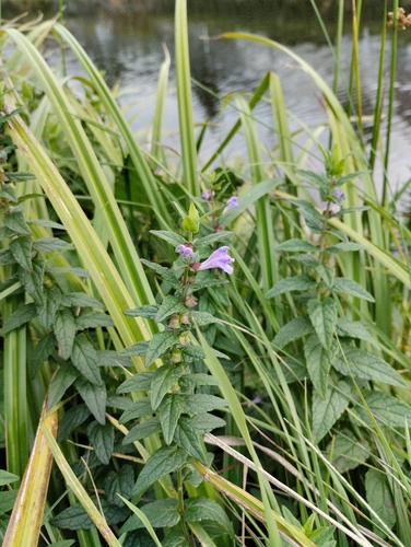 Marsh Skullcap