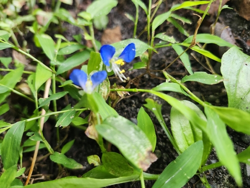 Asiatic dayflower