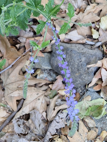 iNaturalist observation photo of western vervain