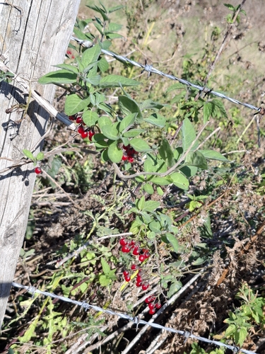 bittersweet nightshade