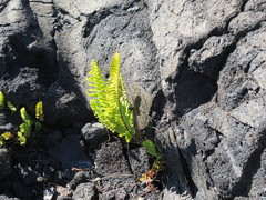 Polypodium pellucidum