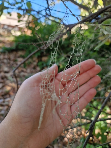 iNaturalist observation photo of lace lichen