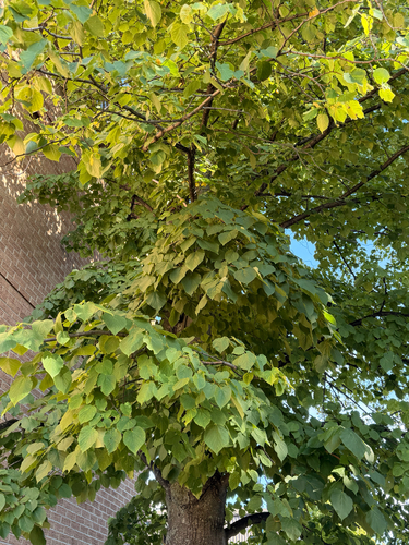 basswood