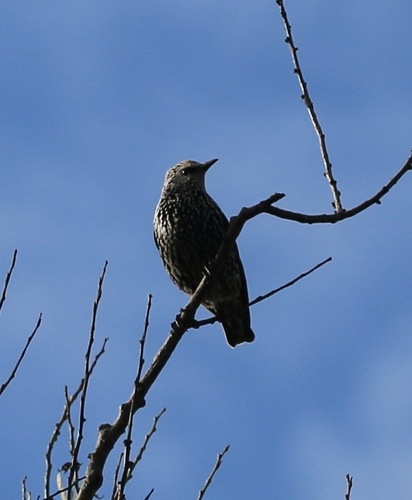 European Starling