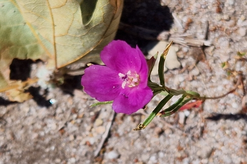 iNaturalist observation photo of Winecup Clarkia
