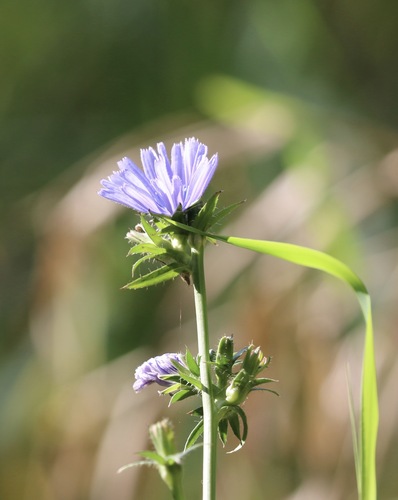 chicory