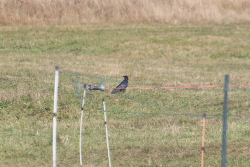 Carrion Crow