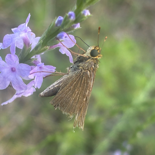 Ocola Skipper photo 3