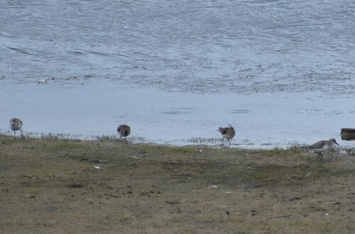 Least Sandpiper