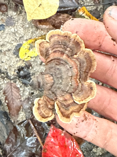 turkey-tail