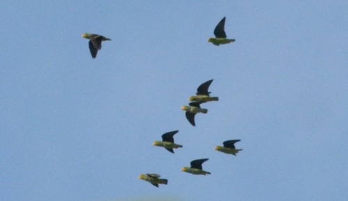 Lilac-tailed Parrotlet (Touit batavicus), photo 2
