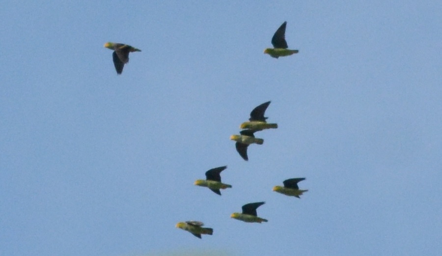 Lilac-tailed Parrotlet (Touit batavicus), photo 2