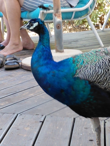Indian Peafowl
