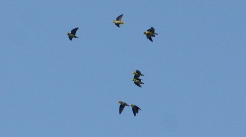 Lilac-tailed Parrotlet (Touit batavicus)
