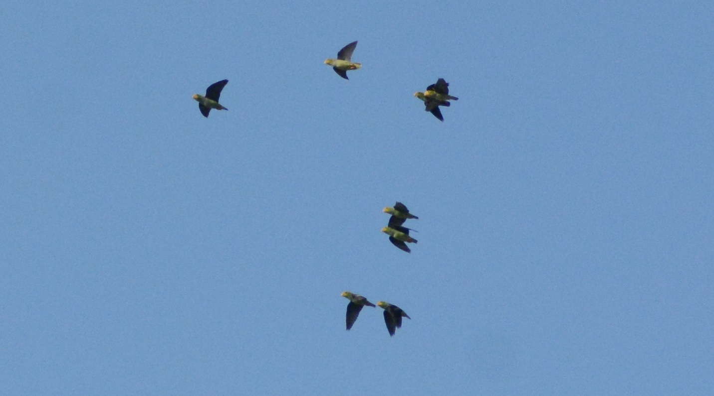 Lilac-tailed Parrotlet (Touit batavicus), photo 1