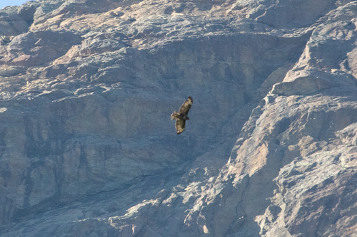 Common Buzzard