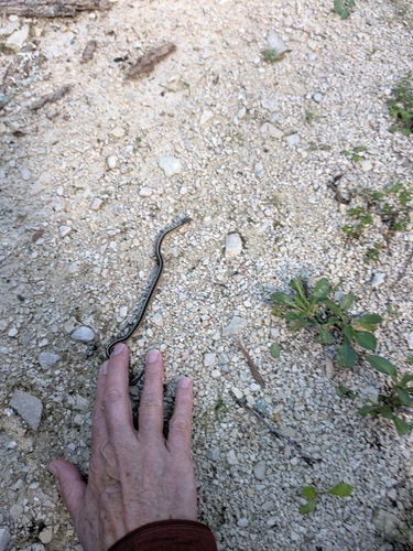 Common Garter Snake