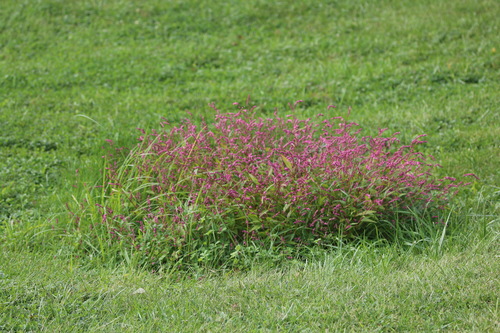 low smartweed