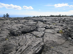 Polypodium pellucidum