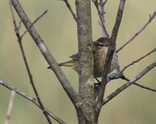 Palm Warbler