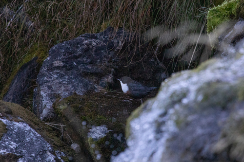 White-throated Dipper