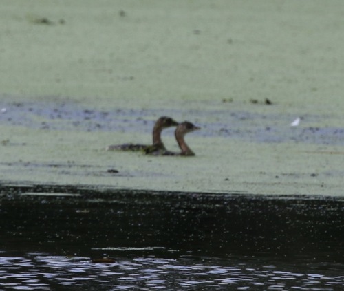Pied-billed Grebe