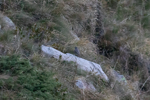 Black Redstart