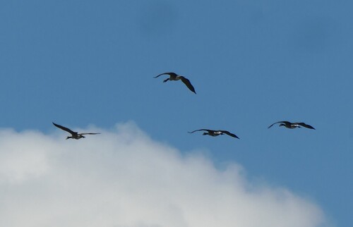 Canada Goose