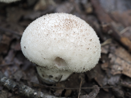 common puffball