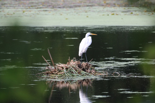 Great Egret