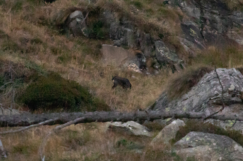 Northern Chamois