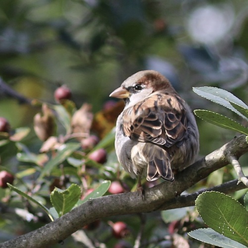 House Sparrow
