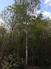 Betula pendula