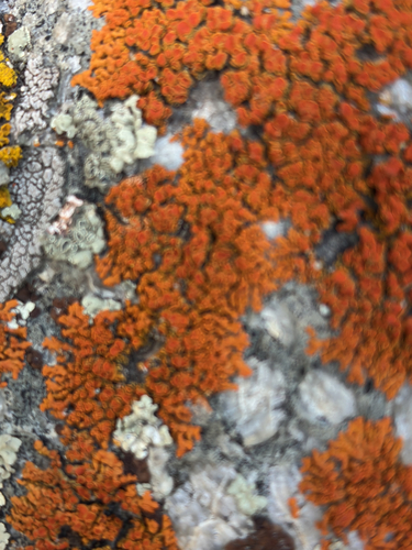 Elegant Sunburst Lichen