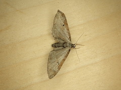 Eupithecia nevadata