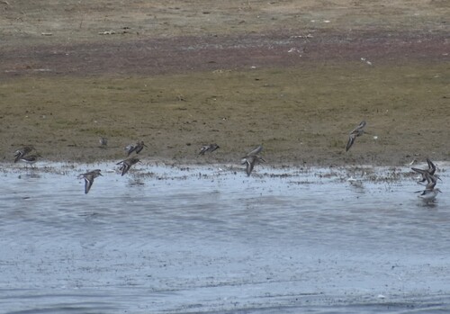 Semipalmated Sandpiper