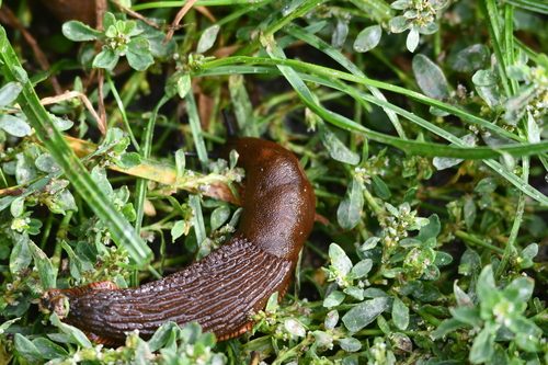 Spanish Slug