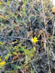Linum trigynum