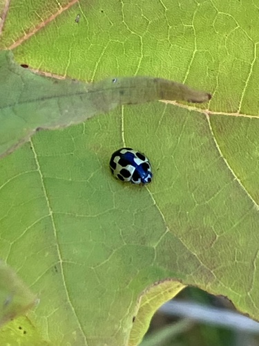 Fourteen-spotted Lady Beetle