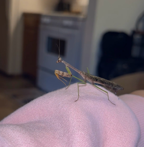 Carolina Mantis