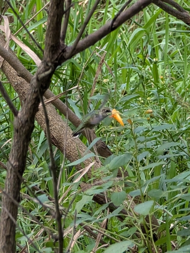 Ruby-throated Hummingbird