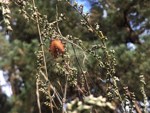 Cross Orbweaver
