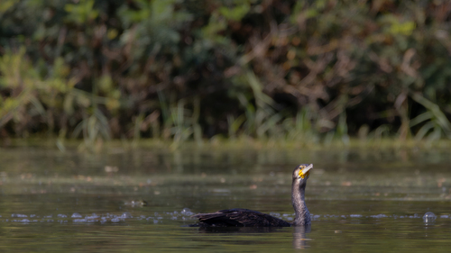 Great Cormorant