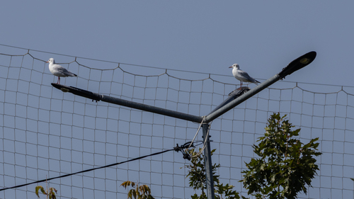 Black-headed Gull