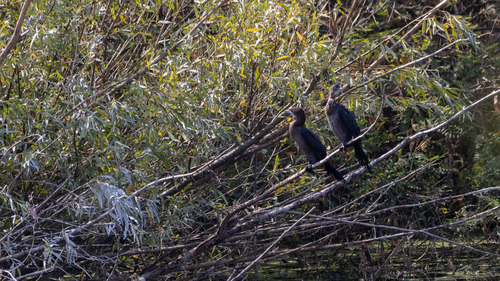 Pygmy Cormorant
