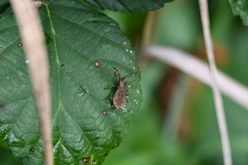 Dock Bug